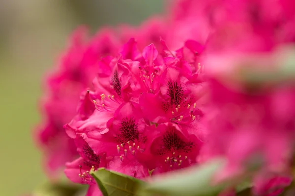 Flores azáleas rosa com pequenas folhas perenes — Fotografia de Stock