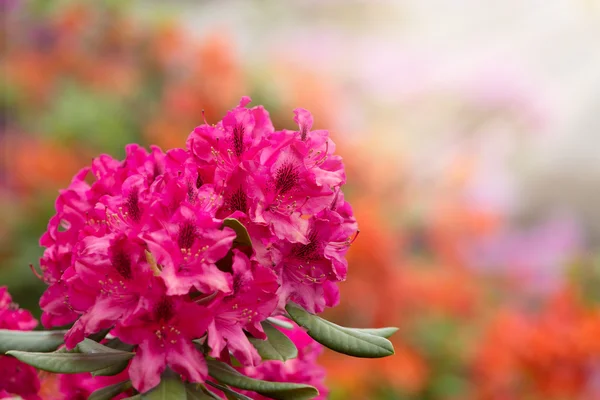 Pink azaleas blooms with small evergreen leaves — Stock Photo, Image