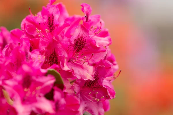 Flores azáleas rosa com pequenas folhas perenes — Fotografia de Stock