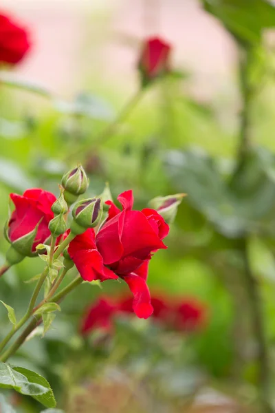 Bellissime rose rosse nel giardino primaverile — Foto Stock