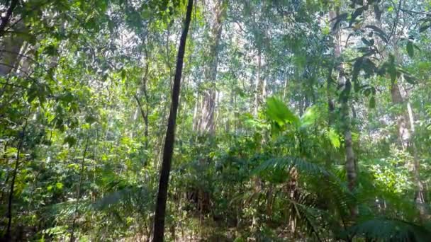 Regenwald Nordsulawesi, Indonesien — Stockvideo