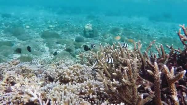 Diving in indian ocean, Indonesia — Stock Video