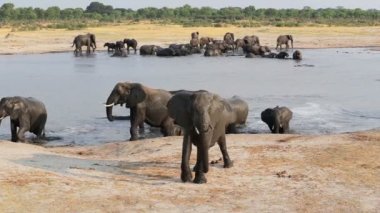 Sürüsü Afrika ziyarette200