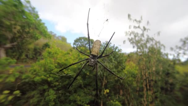 Nephila pilipes，大蜘蛛，印度尼西亚巴厘岛 — 图库视频影像