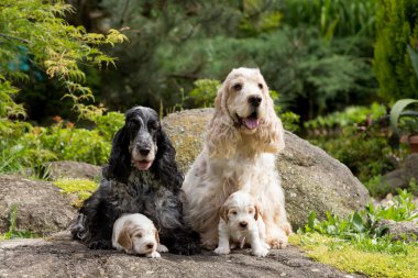 safkan İngiliz Cocker Spaniel köpek yavrusu