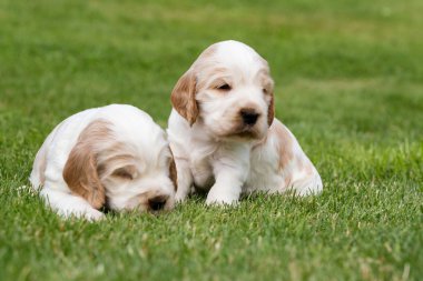 iki küçük safkan İngiliz Cocker Spaniel köpek yavrusu
