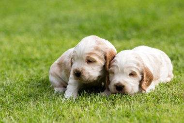 iki küçük safkan İngiliz Cocker Spaniel köpek yavrusu