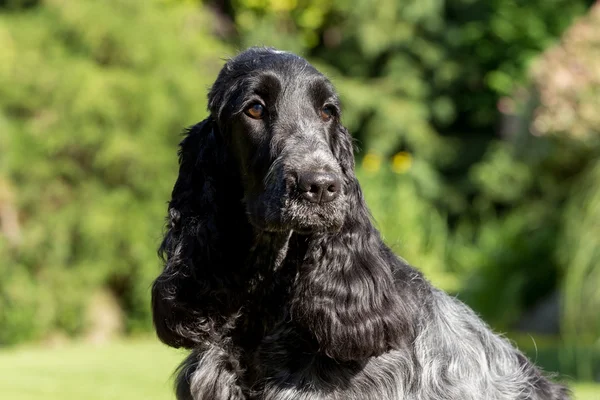 Outdoor portrait of english cocker spaniel — Stock Photo, Image