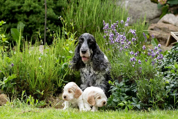 Purebred English Cocker Spaniel with puppy — Stock Photo, Image