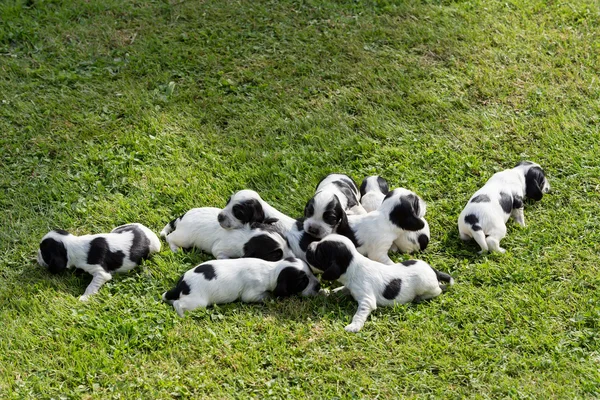 Reinrassige englische Cocker Spaniel Welpen — Stockfoto