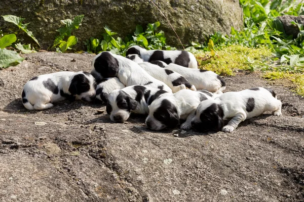 纯种英国可卡犬幼犬 — 图库照片