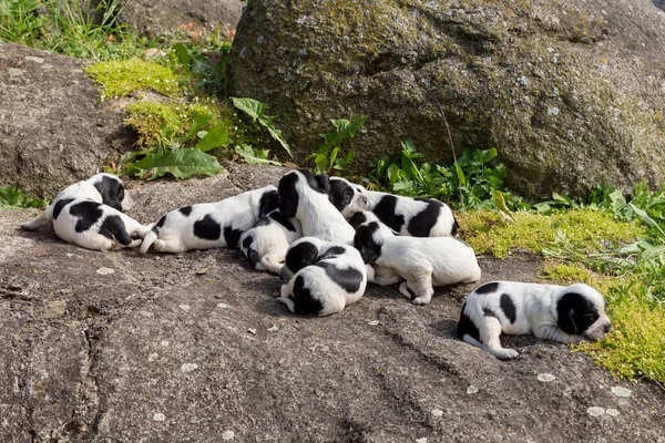 Raszuivere Engelse Cocker Spaniel pups — Stockfoto