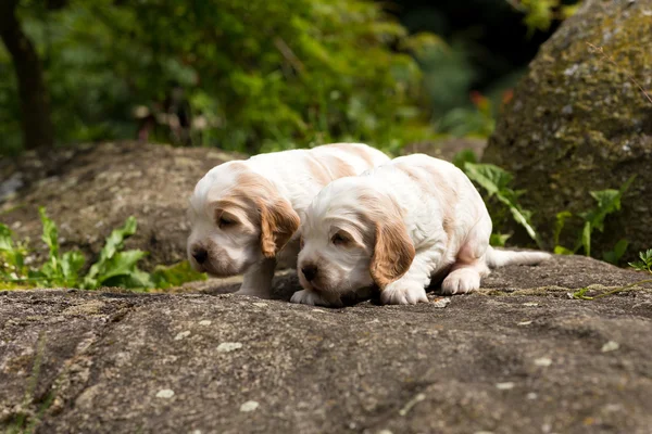 Zwei kleine reinrassige englische Cockerspaniel Welpen — Stockfoto