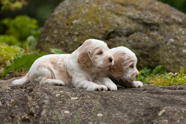 Dvě malé čistokrevné štěně anglický kokršpaněl — Stock fotografie