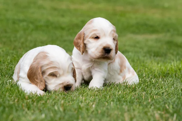 Zwei kleine reinrassige englische Cockerspaniel Welpen — Stockfoto