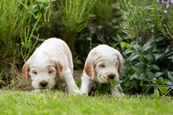 Dois pequenos cachorrinho de raça pura Inglês Cocker Spaniel — Fotografia de Stock
