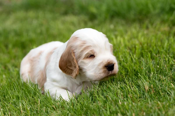 Kleiner reinrassiger englischer Cockerspaniel Welpe — Stockfoto