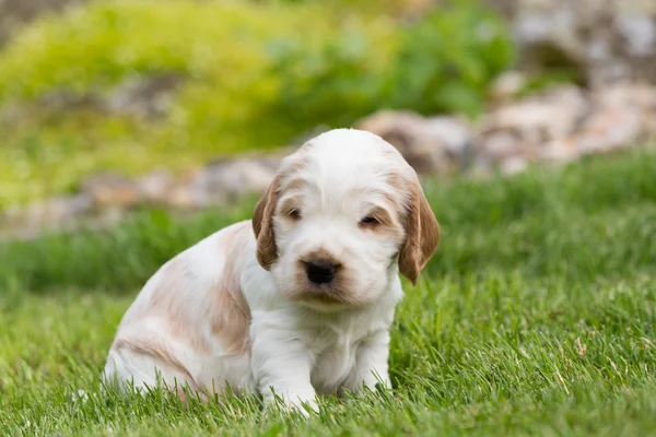 작은 순종 영어 코 커 발 바리 강아지 — 스톡 사진