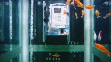 Telefon kulübesi gibi akvaryum goldfishes