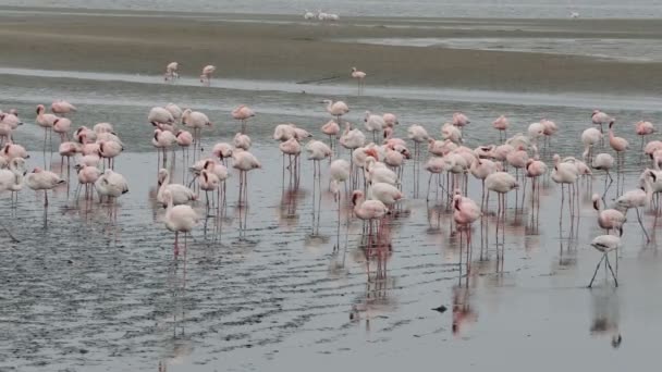 Rosy Flamingo kolónia Walvis Bay Namíbiában — Stock videók