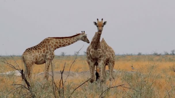 Girafe camelopardalis broutant sur un arbre — Video