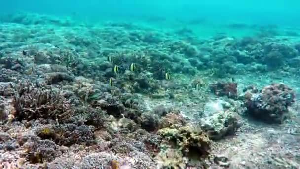 Diving in indian ocean, Indonesia — Stock Video