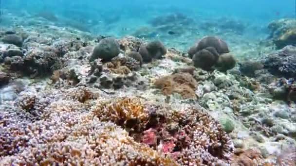 Dykning i Indiska oceanen, Indonesien — Stockvideo