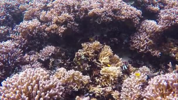 インド洋、インドネシアでのダイビング — ストック動画