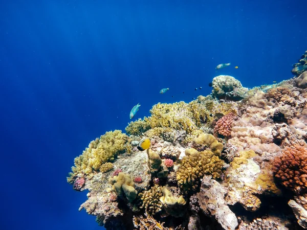 Mercan ve kızıl denizde balık. Mısır — Stok fotoğraf