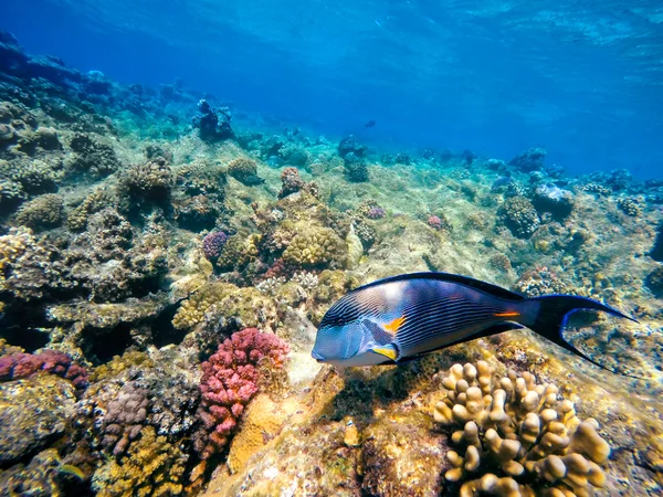 Coral and fish in the Red Sea. Egypt — Stock Photo, Image