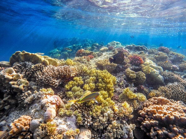 Кораллы и рыба в Красном море. Египет
