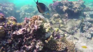 mercan ve kızıl denizde balık. Mısır