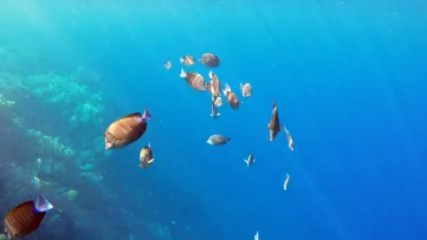 Gruppinterna av fjäril fisk på korallrev — Stockvideo