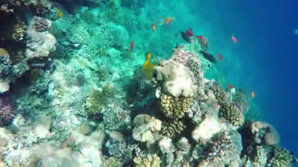 Korálů a ryb, v Rudém moři. Egypt — Stock video