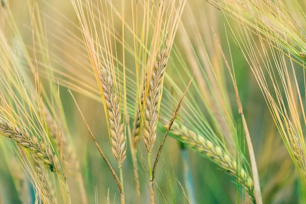 Grani a molla verde biologico con attenzione superficiale — Foto Stock