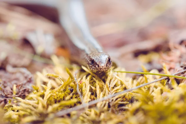 Gusano lento o gusano ciego, Anguis fragilis — Foto de Stock