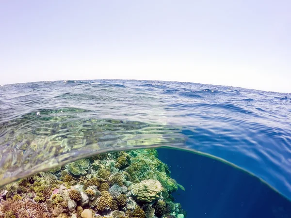 Tropik deniz sualtı ve yüzey bölünmüş görünüm — Stok fotoğraf