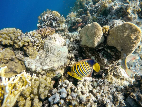 Coral and fish in the Red Sea. Egypt — Stock Photo, Image