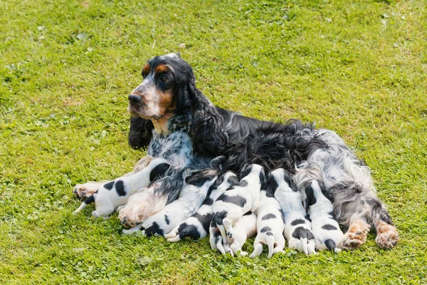 Renrasig engelsk Cocker Spaniel med valp — Stockfoto