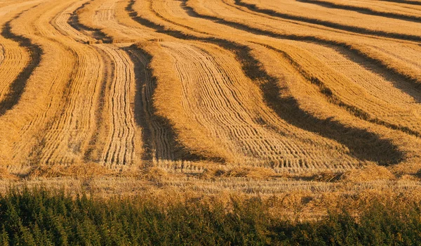 わらラインで収穫されたフィールド — ストック写真