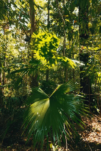 Hoja de palma en la selva tropical de Tangkoko Indonesia — Foto de Stock