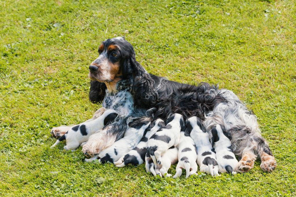 purebred cocker spaniel puppies for sale