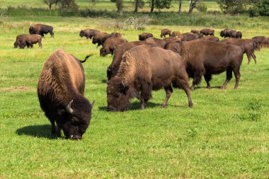 American bison(Bison bison) simply buffalo  clipart