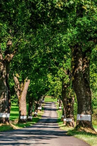 Groene zomer bomen in steeg op het platteland — Stockfoto
