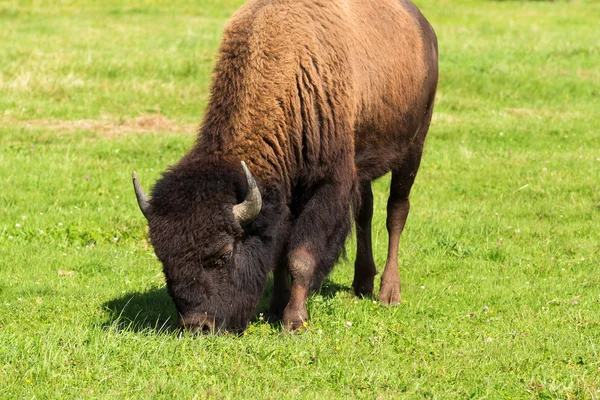 Bizon amerykański (Bison Bison) po prostu Bawół — Zdjęcie stockowe