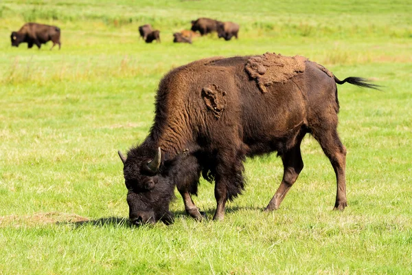 Amerikanischer bison (bison bison) einfach büffel — Stockfoto