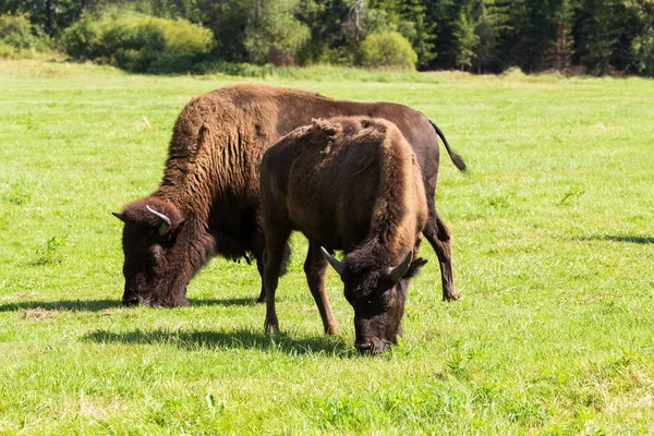 Amerikan bizonu (Bizon bizonu) sadece bufalo — Stok fotoğraf