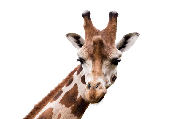 Jonge schattige giraffe — Stockfoto