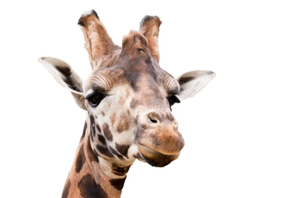 Młody ładny żyrafa — Zdjęcie stockowe