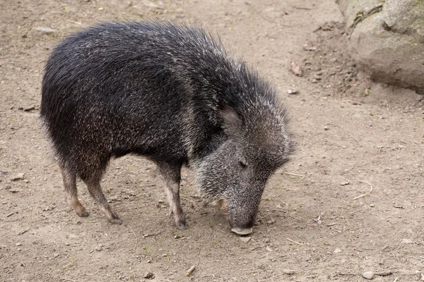 El pecarí chacoano macho, Catagonus wagneri — Foto de Stock